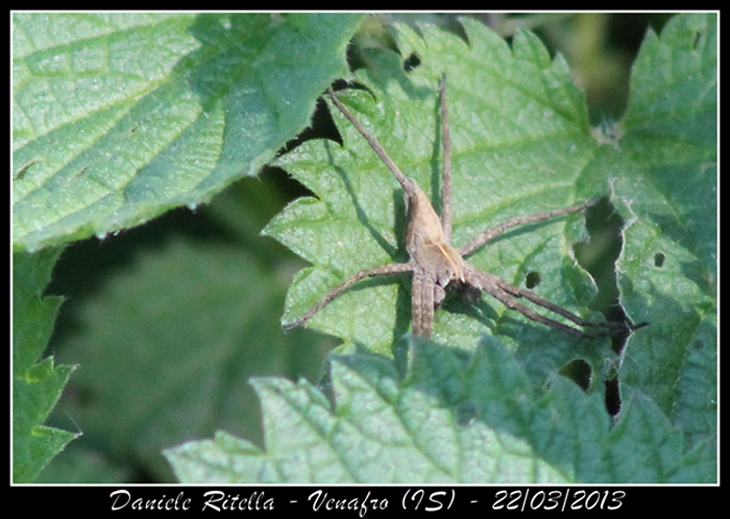 Pisaura sp. - Venafro (IS)